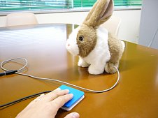 ロッピーちゃんの写真