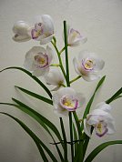 サポセンで咲いた蘭の記念写真
